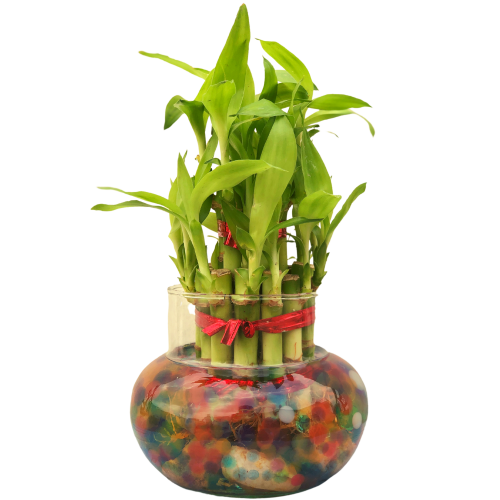 Tips for saving dying lucky bamboo plants Lucky Bamboo plant