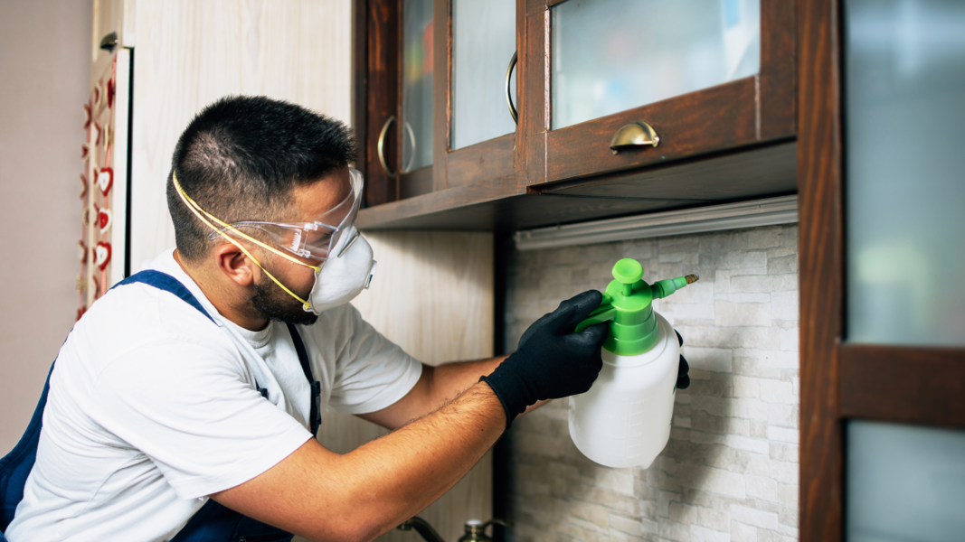 Tips to Prevent Pests from Your Home Tips to Prevent Pests from Your Home