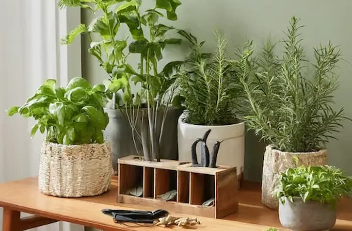 Unique & Luxury Housewarming Gifts for Plant Lovers